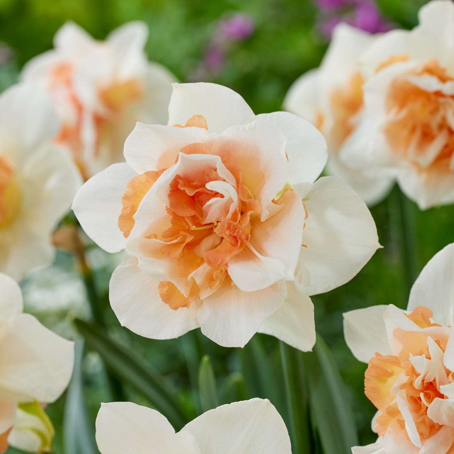 Narcissus 'Replete'
